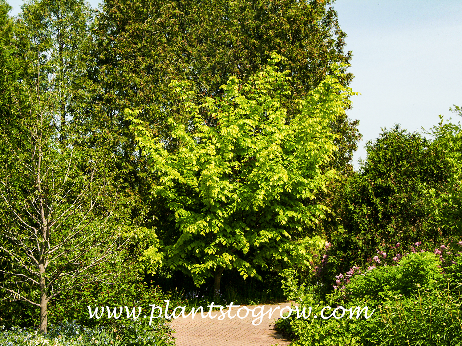 Golden English Elm (Ulmus procera Aurea)